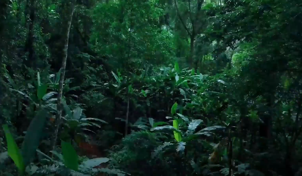 实际举动为生态维护贡献力量足见魔域玩家对公益事业的热心与责任感 实际举动为生态维护贡献力量足见魔域玩家对公益事业的热心与责任感